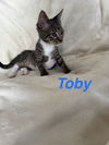 adoptable Cat in ruskin, FL named Toby