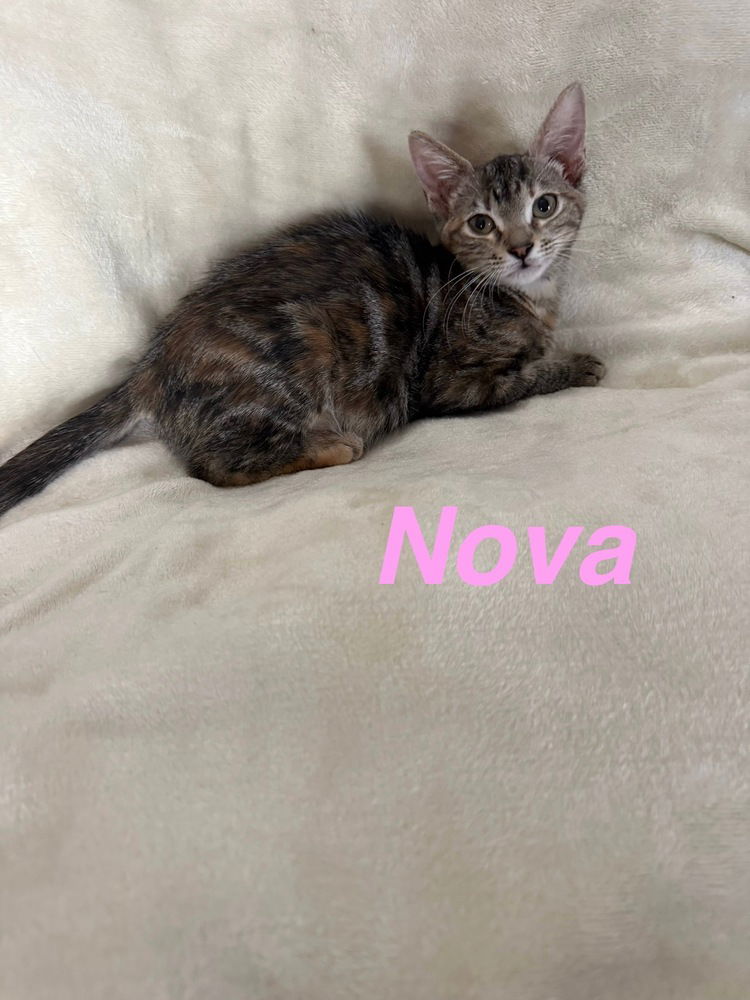 adoptable Cat in Ruskin, FL named Nova