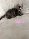 adoptable Cat in ruskin, FL named Nova