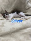 adoptable Cat in ruskin, FL named Oliver