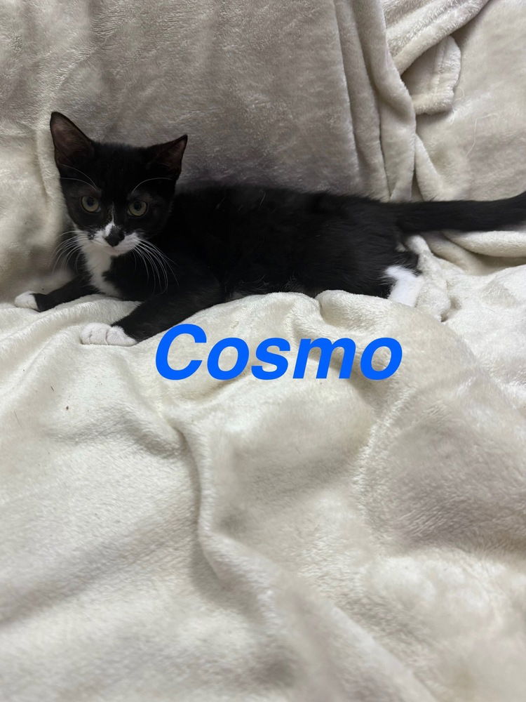 adoptable Cat in Ruskin, FL named Cosmo