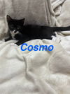 adoptable Cat in ruskin, FL named Cosmo