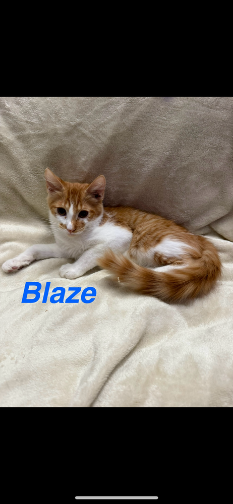 adoptable Cat in Ruskin, FL named Blaze
