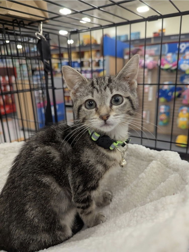 adoptable Cat in Ruskin, FL named Rei