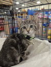 adoptable Cat in ruskin, FL named Rei