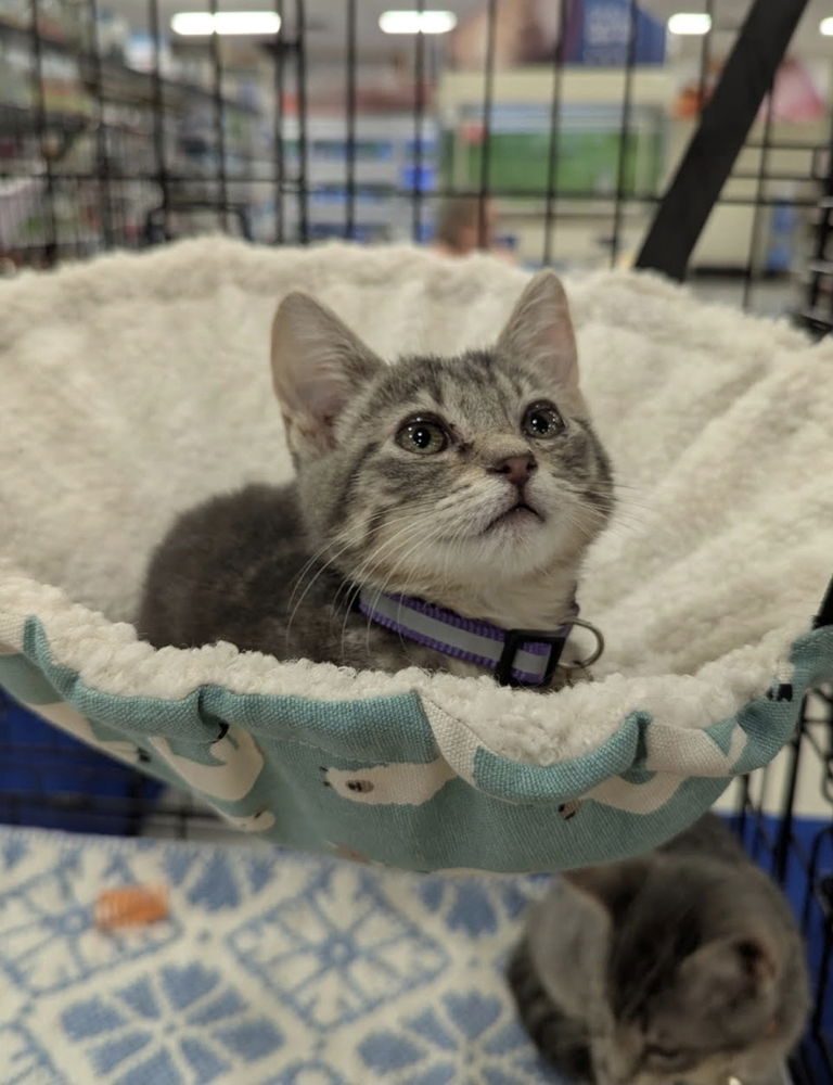 adoptable Cat in Ruskin, FL named Yoda