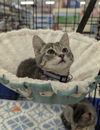 adoptable Cat in ruskin, FL named Yoda