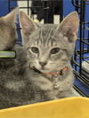 adoptable Cat in ruskin, FL named Luke