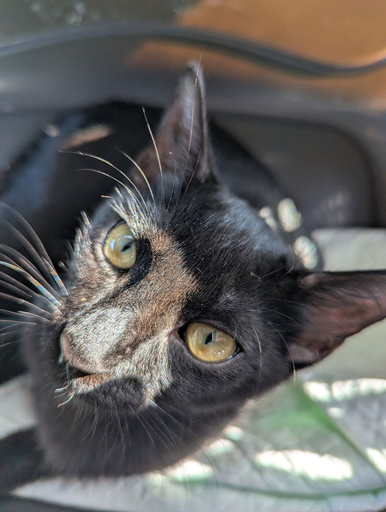 adoptable Cat in Ruskin, FL named Spookie