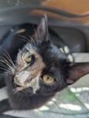 adoptable Cat in ruskin, FL named Spookie