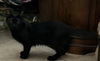 adoptable Cat in ruskin, FL named Prue