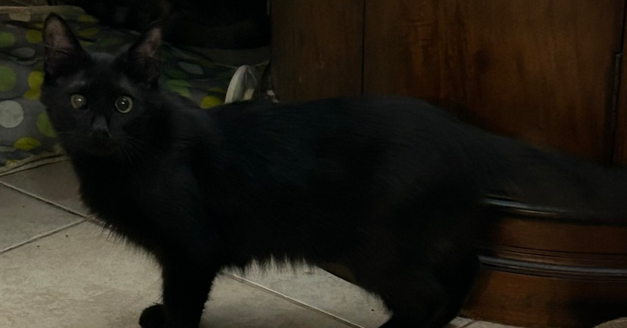 adoptable Cat in Ruskin, FL named Prue