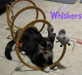 adoptable Cat in Ruskin, FL named Whiskers