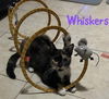 adoptable Cat in ruskin, FL named Whiskers