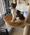 adoptable Cat in ruskin, FL named Hoark