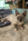 adoptable Cat in ruskin, FL named Simon