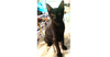 adoptable Cat in ruskin, FL named Majik