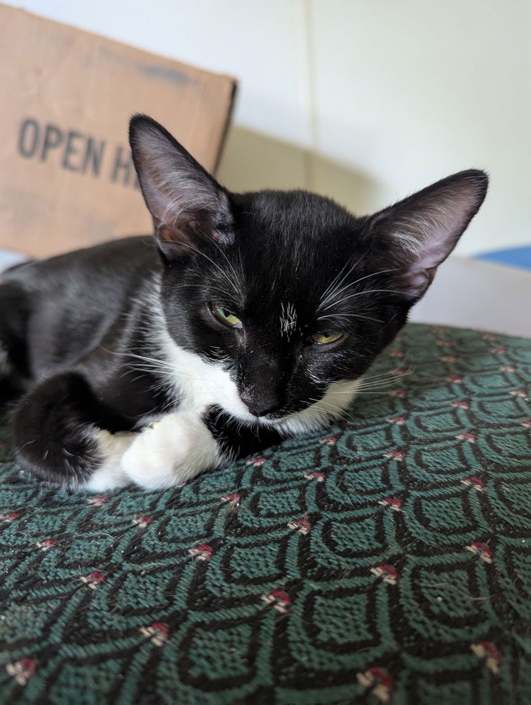 adoptable Cat in Ruskin, FL named Marshmallow