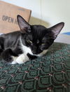 adoptable Cat in ruskin, FL named Marshmallow