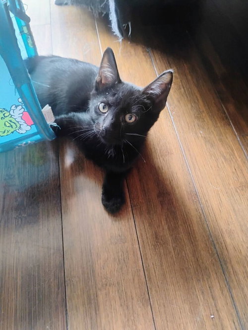 LEROY BROWN - Domestic Short Hair available for adoption