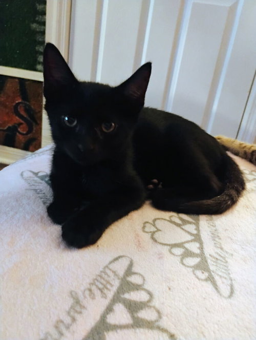 LEROY BROWN - Domestic Short Hair available for adoption
