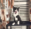 Mitzi - Photo 1