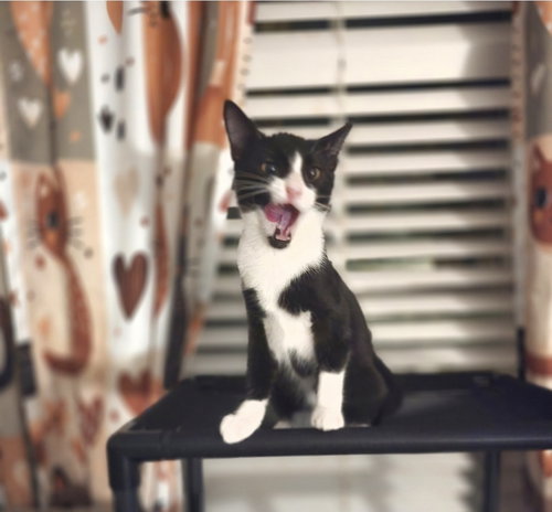 MITZI - Domestic Short Hair available for adoption