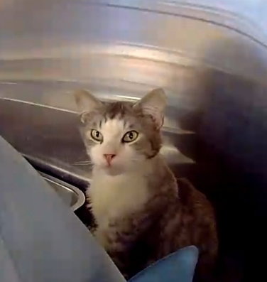 Frost Image