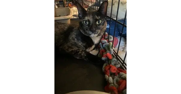 Fiona - Domestic Short Hair
