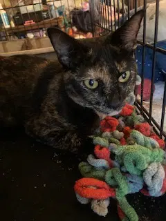 Fiona image 2
