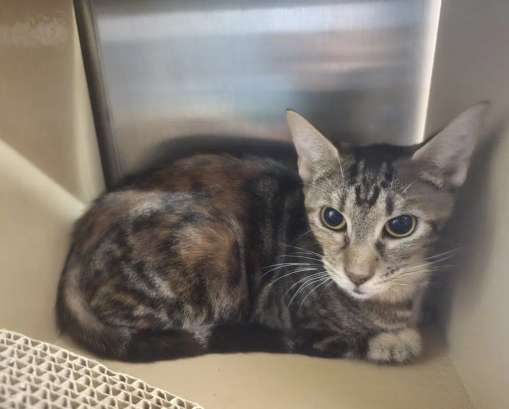 Rachel - Domestic Short Hair