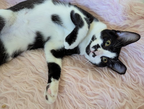 Oreo, Baby Domestic Short Hair (short coat), cat for adoption in Largo, Florida