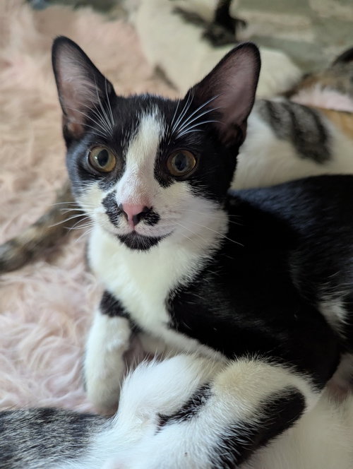 Photo 2 of Oreo