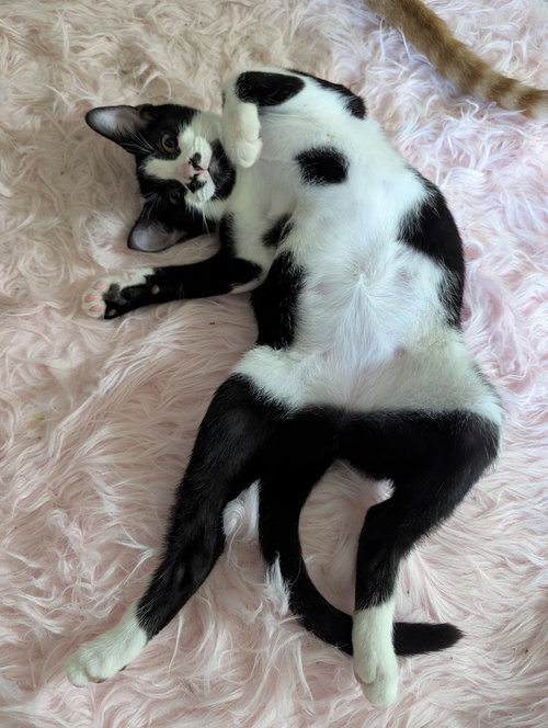 Photo 3 of Oreo