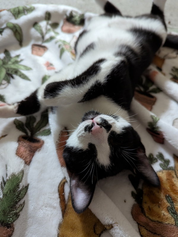 Oreo
