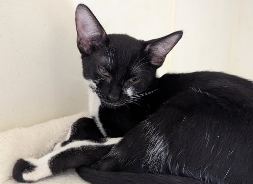 Marzipan, Baby Domestic Short Hair (short coat), cat for adoption in Largo, Florida