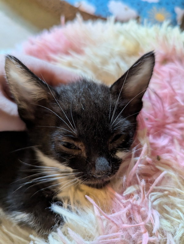 Marzipan