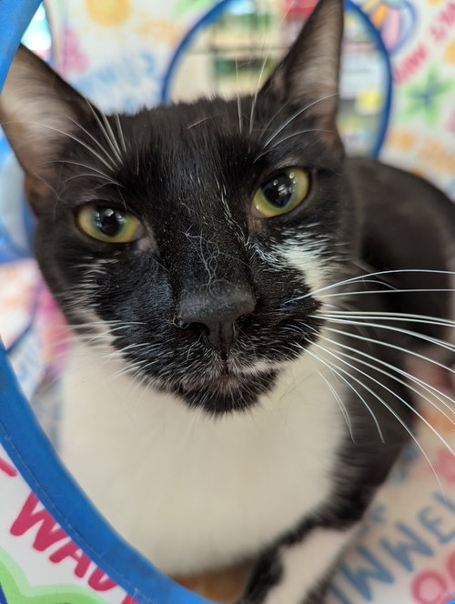 Marzipan, an adoptable Domestic Short Hair in Ruskin, FL