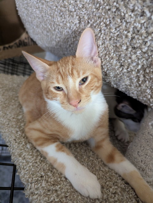 Cheddar Bay Biscuit, Baby Domestic Short Hair (short coat), cat for adoption in Largo, Florida