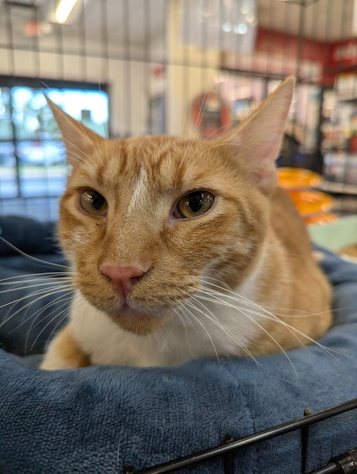Cheddar Bay Biscuit, an adoptable Domestic Short Hair in Ruskin, FL