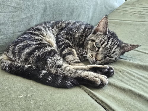 Daisy, Adult Domestic Short Hair (short coat), cat for adoption in Largo, Florida