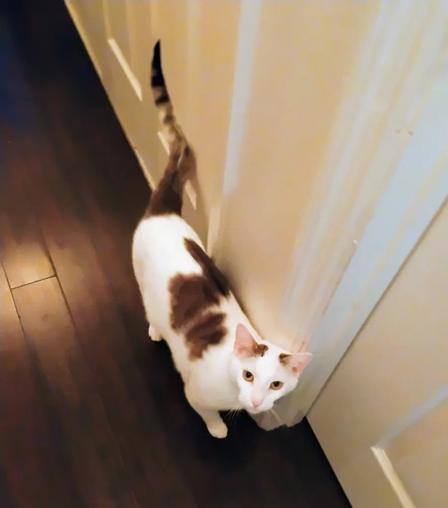 Penelope - Domestic Short Hair