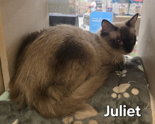 Juliet, an adoptable Siamese in Ruskin, FL