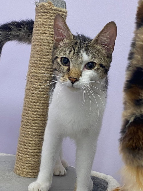 Spruce, an adoptable Domestic Short Hair in Ruskin, FL