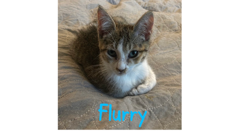 Flurry, Baby Domestic Short Hair (short coat), cat for adoption in Largo, Florida