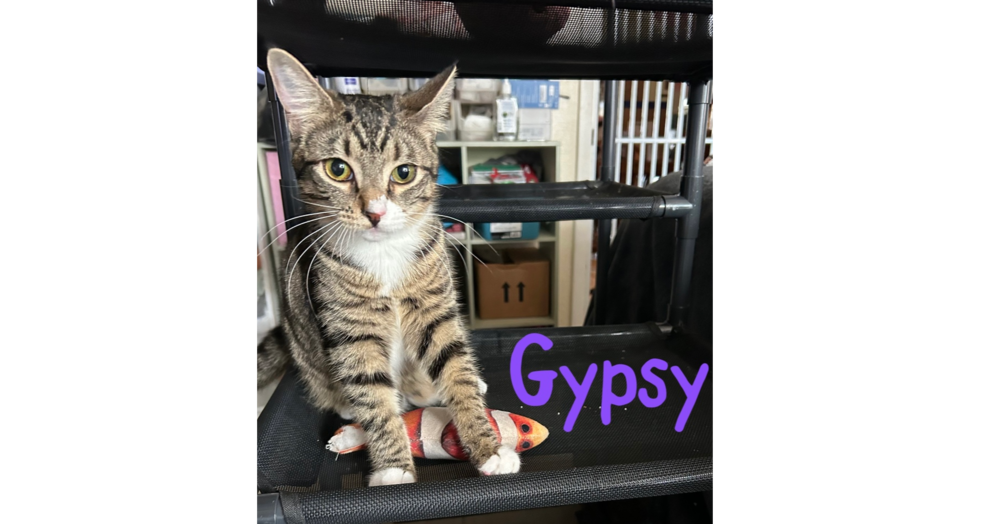 Gypsy "Dime