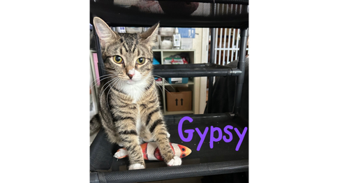 Gypsy "Dime, Baby Domestic Short Hair (short coat), cat for adoption in Largo, Florida
