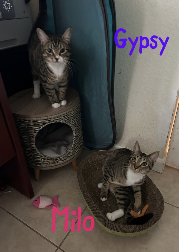 Gypsy "Dime