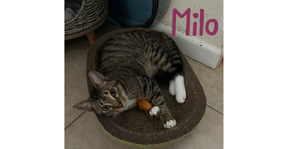 Milo "Nickel