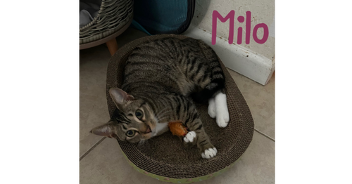 Milo "Nickel, Baby Domestic Short Hair (short coat), cat for adoption in Largo, Florida